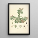 Collectanea botanica Pl19 - John Lindley — quadro incorniciato alla parete