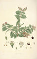 Collectanea botanica Pl19 - John Lindley — vista dell’opera