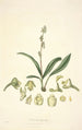 Collectanea botanica Pl20 - John Lindley — vista dell’opera