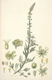 Collectanea botanica Pl22 - John Lindley — vista dell’opera
