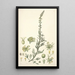 Collectanea botanica Pl22 - John Lindley — quadro incorniciato alla parete