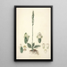 Collectanea botanica Pl25 - John Lindley — quadro incorniciato alla parete