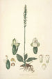 Collectanea botanica Pl25 - John Lindley — vista dell’opera