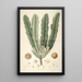 Collectanea botanica Pl26 - John Lindley — quadro incorniciato alla parete