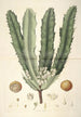 Collectanea botanica Pl26 - John Lindley — vista dell’opera