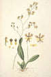 Collectanea botanica Pl27 - John Lindley — vista dell’opera