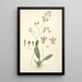 Collectanea botanica Pl27 - John Lindley — quadro incorniciato alla parete