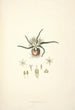 Collectanea botanica Pl28 - John Lindley — vista dell’opera
