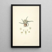 Collectanea botanica Pl28 - John Lindley — quadro incorniciato alla parete