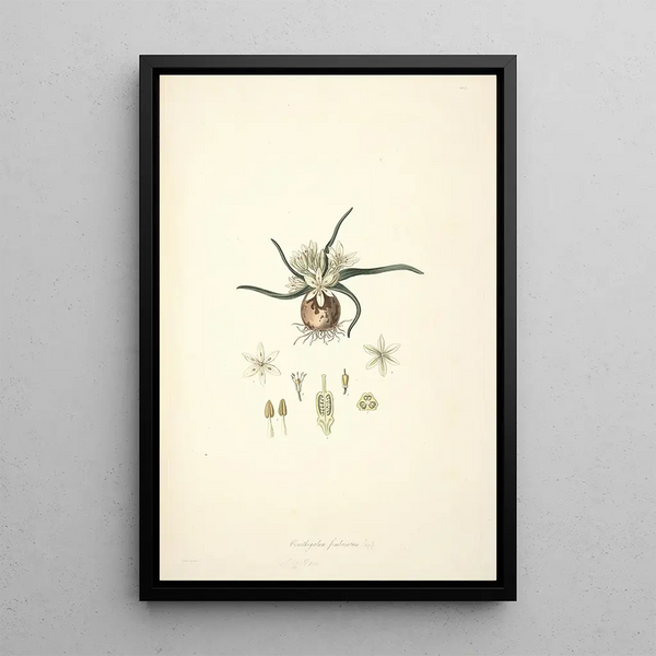John Lindley - Collectanea botanica Pl28.webp