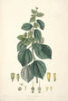 Collectanea botanica Pl29 - John Lindley — vista dell’opera