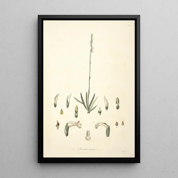 John Lindley - Collectanea botanica Pl30.webp