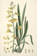Collectanea botanica Pl31 - John Lindley — vista dell’opera