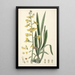 Collectanea botanica Pl31 - John Lindley — quadro incorniciato alla parete