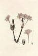 Collectanea botanica Pl34 - John Lindley — vista dell’opera