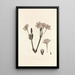 Collectanea botanica Pl34 - John Lindley — quadro incorniciato alla parete