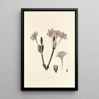 John Lindley - Collectanea botanica Pl34.webp