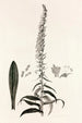 Collectanea botanica Pl35 - John Lindley — vista dell’opera