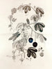 Collectanea botanica Pl. 36 - John Lindley — vista dell’opera