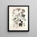 Collectanea botanica Pl. 36 - John Lindley — quadro incorniciato alla parete
