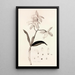 Collectanea botanica Pl37 - John Lindley — quadro incorniciato alla parete