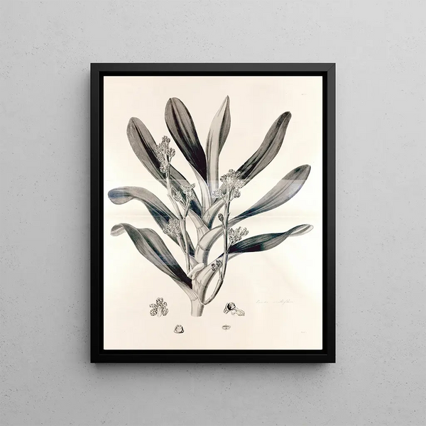 John Lindley - Collectanea botanica Pl38.webp