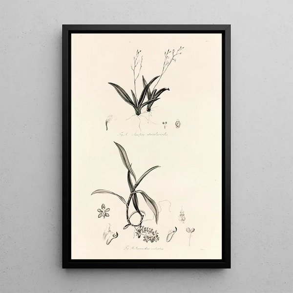 John Lindley - Collectanea botanica Pl39.webp