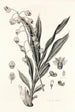 Collectanea botanica Pl40 - John Lindley — vista dell’opera