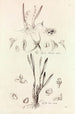 Collectanea botanica Pl41 - John Lindley — vista dell’opera