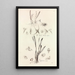 Collectanea botanica Pl41 - John Lindley — quadro incorniciato alla parete