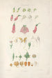 Digitalium monographia Pl01 - John Lindley — vista dell’opera