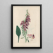 Digitalium monographia Pl02 - John Lindley — quadro incorniciato alla parete