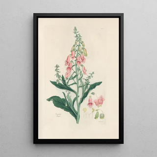 John Lindley - Digitalium monographia Pl03.webp