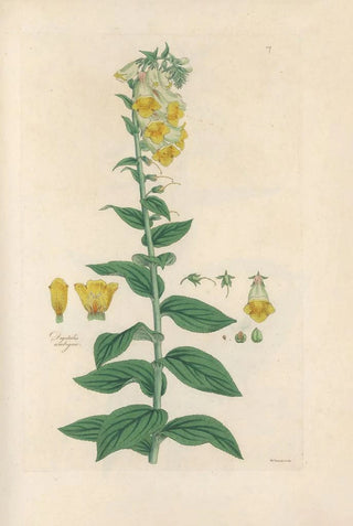 John Lindley - Digitalium monographia Pl07.webp