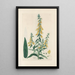 Digitalium monographia Pl11 - John Lindley — quadro incorniciato alla parete