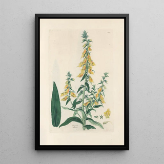 John Lindley - Digitalium monographia Pl11.webp