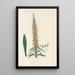 Digitalium monographia Pl13 - John Lindley — quadro incorniciato alla parete