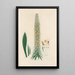 Digitalium monographia Pl14 - John Lindley — quadro incorniciato alla parete