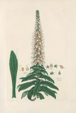 John Lindley - Digitalium monographia Pl15.webp