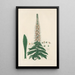 Digitalium monographia Pl15 - John Lindley — quadro incorniciato alla parete