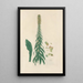 Digitalium monographia Pl17 - John Lindley — quadro incorniciato alla parete