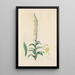 Digitalium monographia Pl19 - John Lindley — quadro incorniciato alla parete