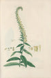 Digitalium monographia Pl23 - John Lindley — vista dell’opera