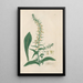 Digitalium monographia Pl24 - John Lindley — quadro incorniciato alla parete