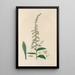 Digitalium monographia Pl25 - John Lindley — quadro incorniciato alla parete