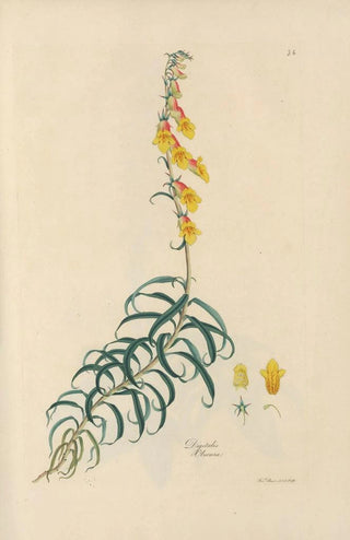 John Lindley - Digitalium monographia Pl26.webp