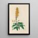 Digitalium monographia Pl27 - John Lindley — quadro incorniciato alla parete