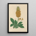 Digitalium monographia Pl28 - John Lindley — quadro incorniciato alla parete