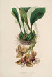 Sertum orchidaceum Una corona delle più belle fiori di orchidee Pl01 - John Lindley — vista dell’opera