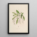 Sertum orchidaceum Une couronne des plus belles fleurs orchidées Pl02 - John Lindley — quadro incorniciato alla parete